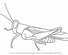 Image result for Cricket Bug Drawing Easy Sketch