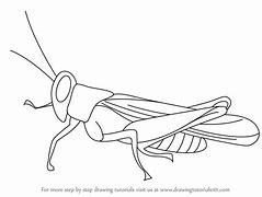 Image result for Drawing of Realistic Cricket Insect