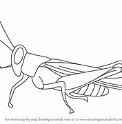 Image result for Cricket Insect Sketch