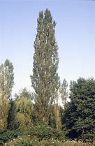 Image result for Populus nigra Italica