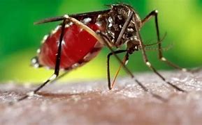 Image result for denguear