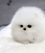 Image result for The Cutest Puppy
