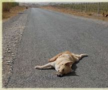 Image result for chien mort