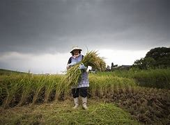 Image result for Farmer Job Hiring Japan