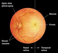 Image result for Retina Optic Disc