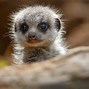 Image result for Chester Zoo Baby Animals