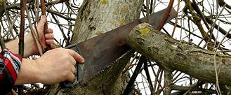 Image result for Bad Tree Pruning