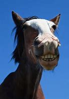 Image result for Horse Head Smiling