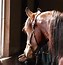 Image result for Bedouin Arabian Horse
