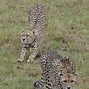 Image result for Different Types of Cheetah Ears