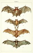 Image result for Vintage Bat Anatomy