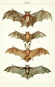 Image result for Guicial Bat Vintage