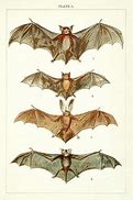 Image result for Classic Drawings Bat