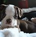 Image result for The Cutest Puppies Ever