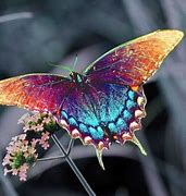 Image result for Beautiful Colorful Butterflies
