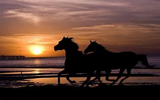 Image result for Horse On Beach Background