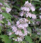 Image result for Caryopteris clandonensis Pink Perfection