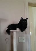 Image result for Black Cat Shadow Meme