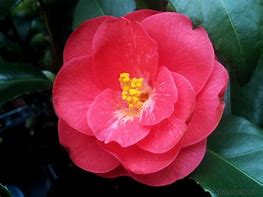 Bildergebnis für Camellia japonica Dr. King