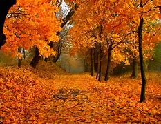 Image result for Fall Leaves Wallpaper