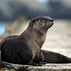 Image result for Otter Wallpaper Animated