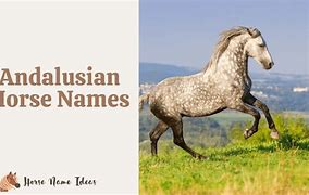 Image result for Andalusian Horse Names