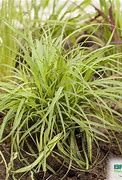 Image result for Carex caryophyllea The Beatles