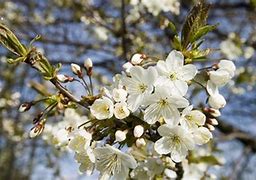 Image result for Young Black Cherry Tree