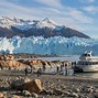 Image result for calafate