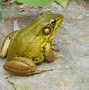 Image result for Fat American Bull Frog