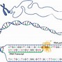 Image result for DNA vs RNA Chart
