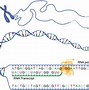 Image result for DNA Exons and Introns