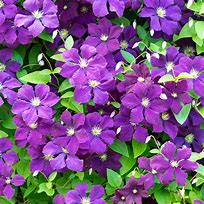 Image result for Small Purple Clematis