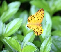 Image result for Yellow Color Butterfly