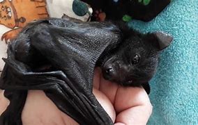 Image result for Black Bat