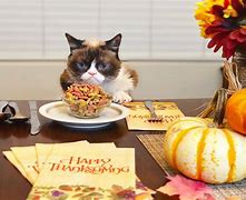Image result for Thanksgiving Cat Images