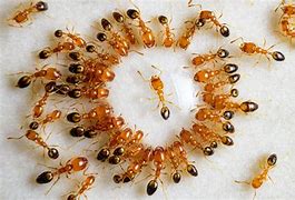 Image result for All Kinds of Ants