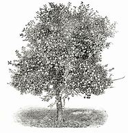 Image result for Apple Tree Drawing Black and White