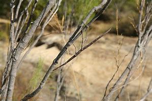 Image result for Mbi Stick Insect