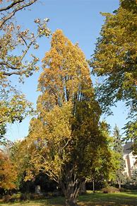 Image result for Quercus robur Fastigiata