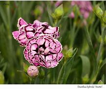 Bildergebnis für Dianthus campurensis Sommertraum