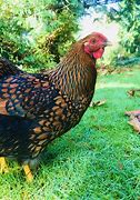 Image result for 24 Karat Gold Chicken Wings