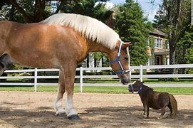 Image result for Horse in the World Biggest Dog