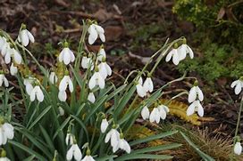 Galanthus Bertram Anderson に対する画像結果