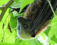 Image result for Fiji Bats