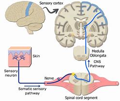 Image result for Sensory Neuron Pathway