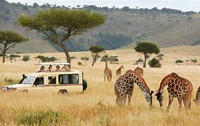 Image result for East African Safari