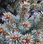 Image result for Picea pungens Blue Pearl