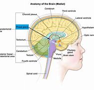 Image result for Circle of Willis and Pineal Gland