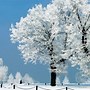 Image result for Cute Winter iPhone Wallpaper